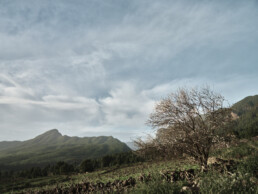 En el sereno paisaje capturado hermosamente por Volcanica Productions, un árbol solitario con hojas escasas se encuentra en un vasto campo abierto bajo un cielo nublado, mientras que a lo lejos, verdes colinas se extienden en el horizonte, agregando profundidad a la escena representada en el Póster Camino Virgen del Pino.