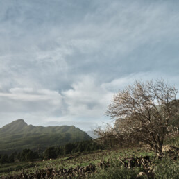 En el sereno paisaje capturado hermosamente por Volcanica Productions, un árbol solitario con hojas escasas se encuentra en un vasto campo abierto bajo un cielo nublado, mientras que a lo lejos, verdes colinas se extienden en el horizonte, agregando profundidad a la escena representada en el Póster Camino Virgen del Pino.
