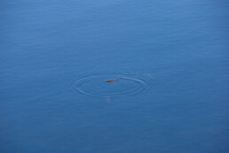 El póster hoja sobre agua azul de Volcanica Productions presenta la imagen de una sola hoja marrón flotando en un tranquilo agua azul, creando suaves ondas a su alrededor, asemejándose a una pieza de arte decorativo viviente.